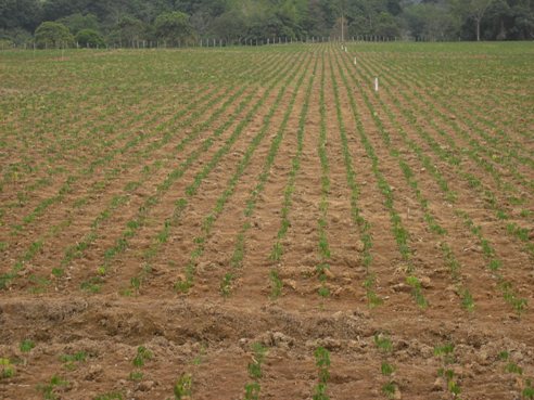 ASOHECA: Sembrando Futuro